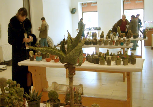 Foto expo cactus (c) eMM.ro